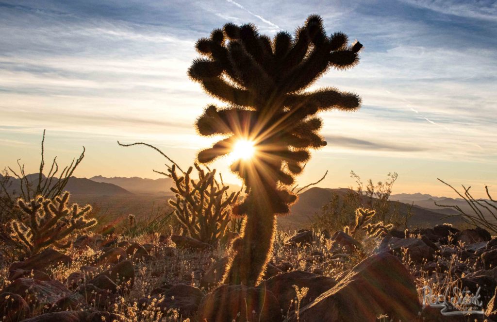 Cactus Sunset Desert