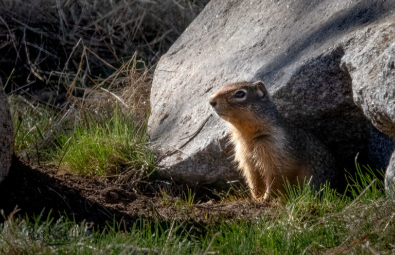 Ground Squirrel-