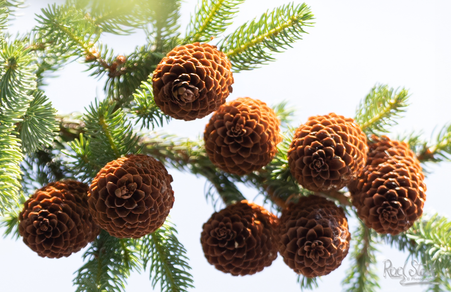 Pine Cone Spray Rod Stark Photography   MG 0500untitled Edit 