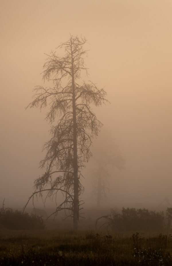 Single tree almost covered in fog with hues of pink and grey