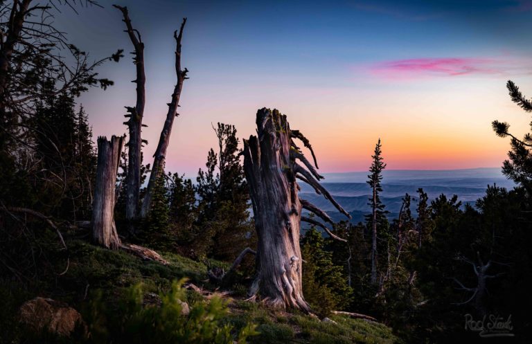 Stumps at dusk-