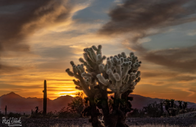 Sunset Cholla