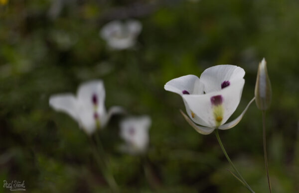 Mariposa Lilly Alpine