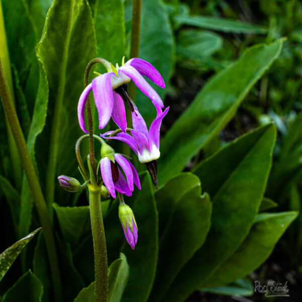 Flower shooting star purple