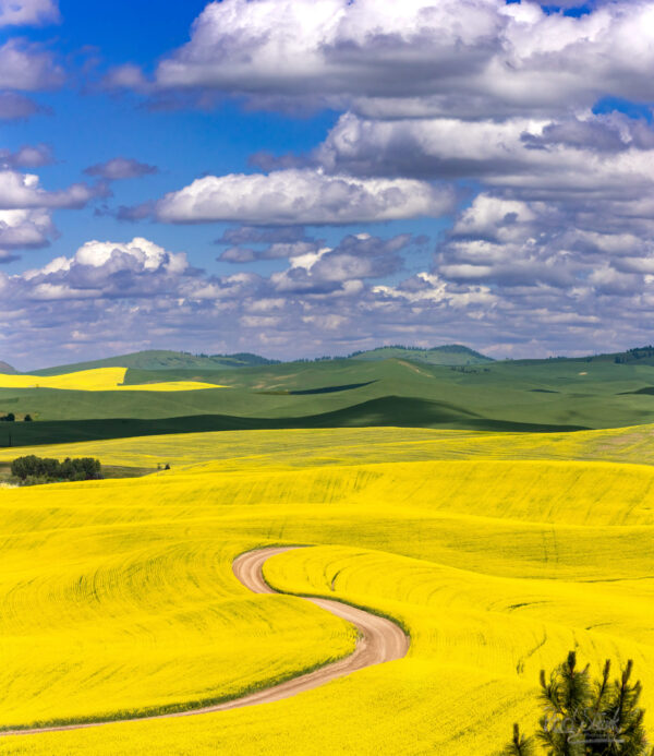 Yellow rolling hills of canola flowers with green hills in the background and a cloudy sky