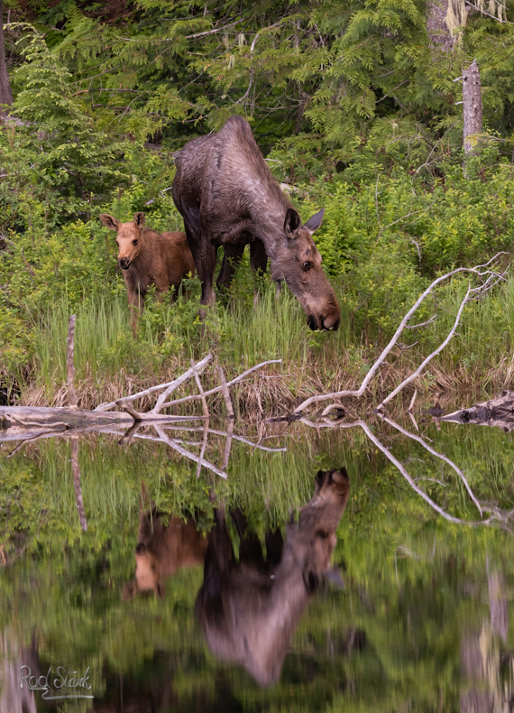 Moose baby reflection