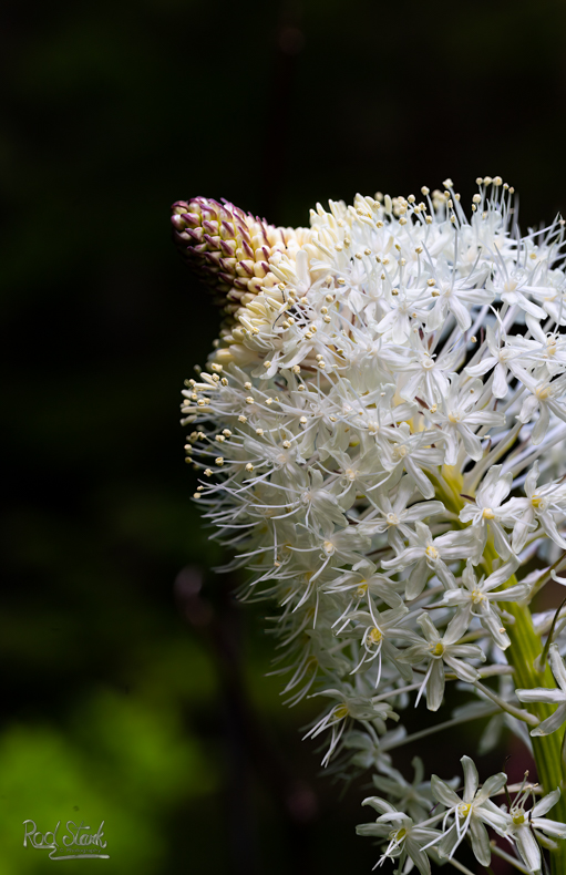 Bear grass flower