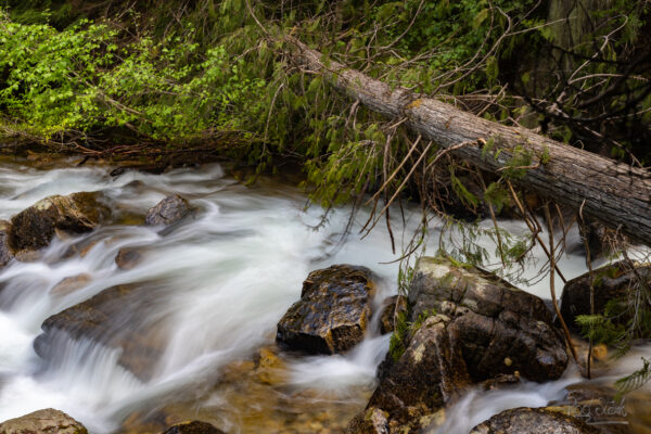 long exposure of a stream with silky water and a tree that has fallen over the stream