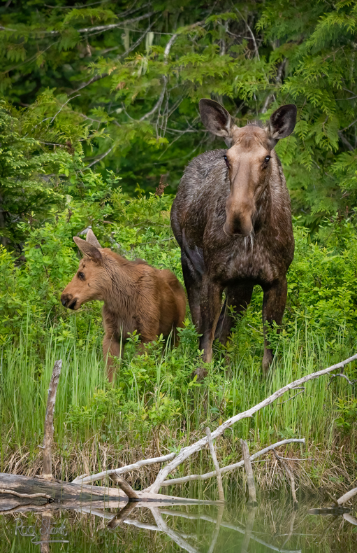 Moose, Baby Moose,