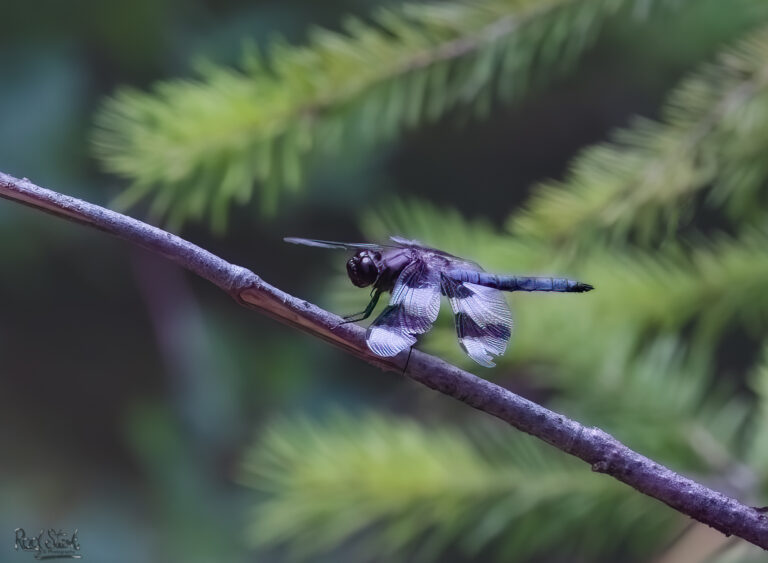 Black Dragonfly