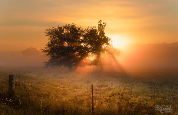 Sunrise on a hill with a tree basking in fog with the orange glow of a new day