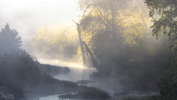 Foggy morning on the creek with the sun warming the background