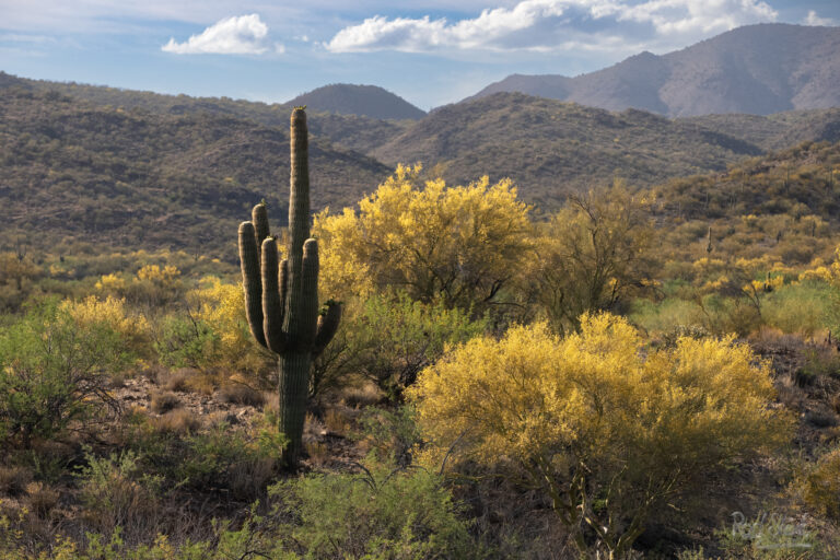 Bagdad Saguaro-7505