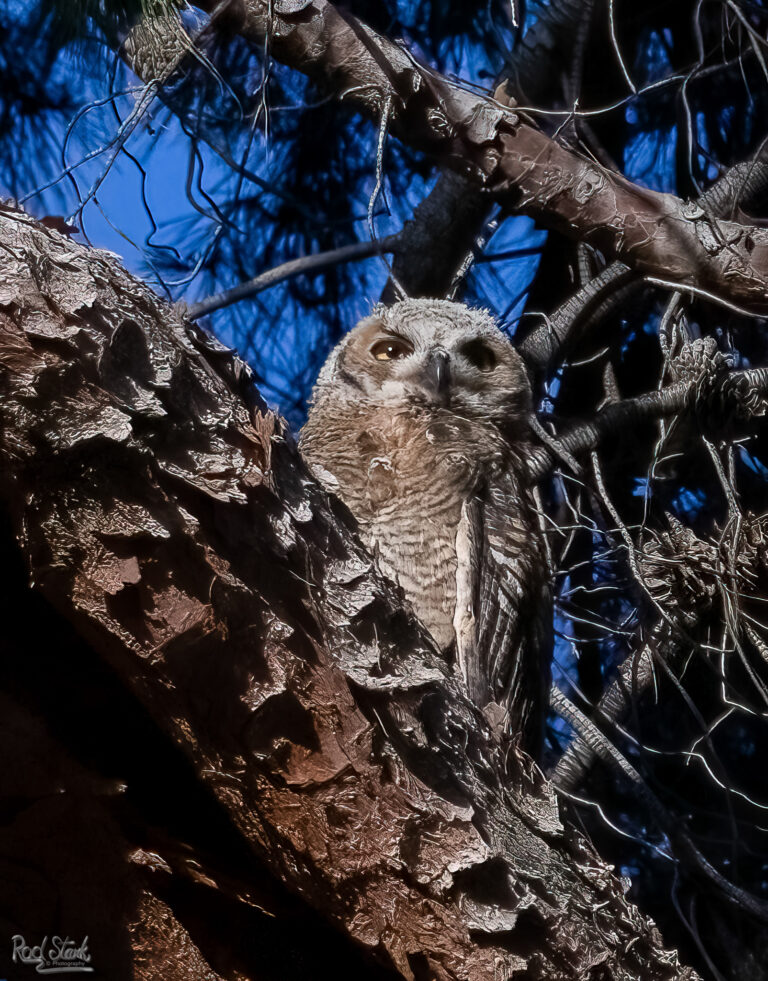 Owl in the Pine-7341