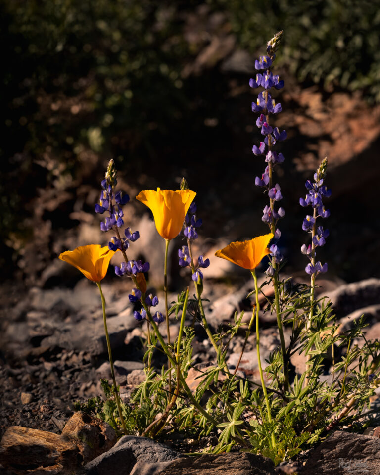 Poppie and Lupine-1