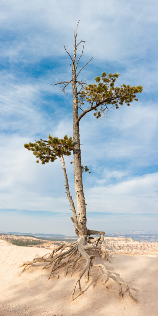 Lone tree with it's roots exposed on the rim of Bryce Canyon