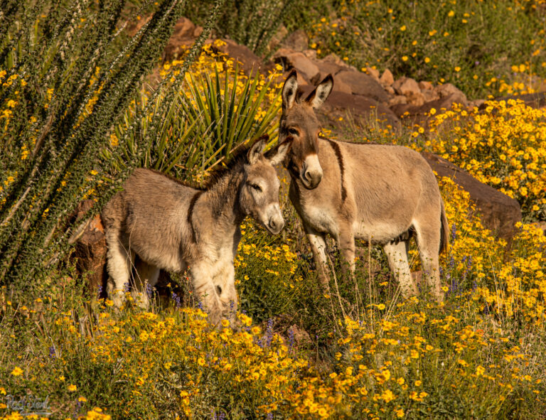 Burros Yellow Flwrs 10×13-8548