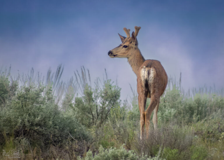 Deer in the Fog-