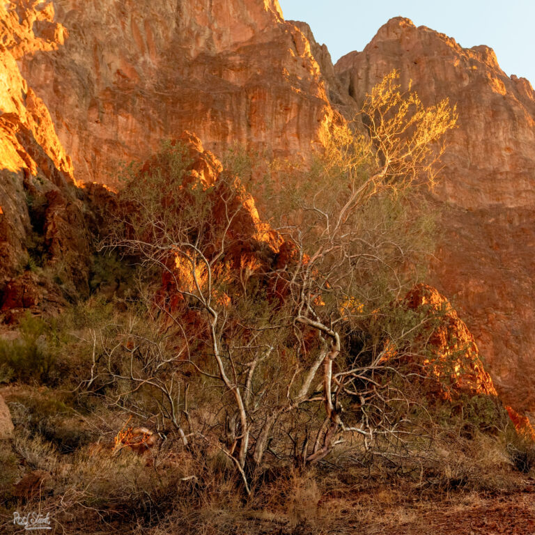 Golden Sunset Lone Tree-