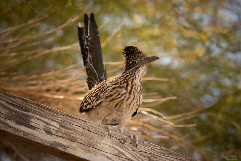 Roadrunner-