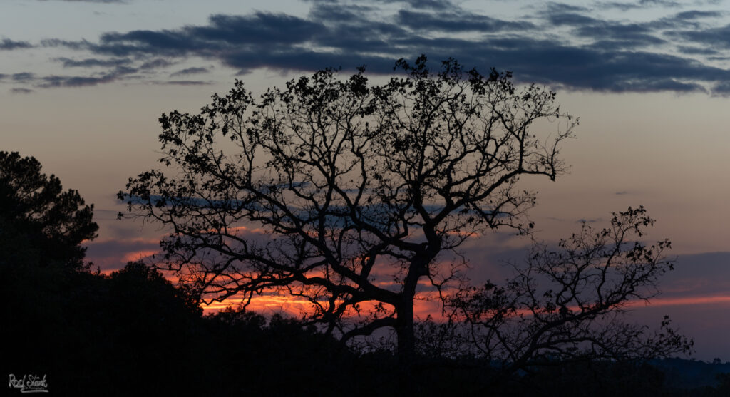 Sunset with the silhouette of a large oak tree