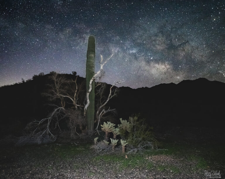 Palo Saguaro MW