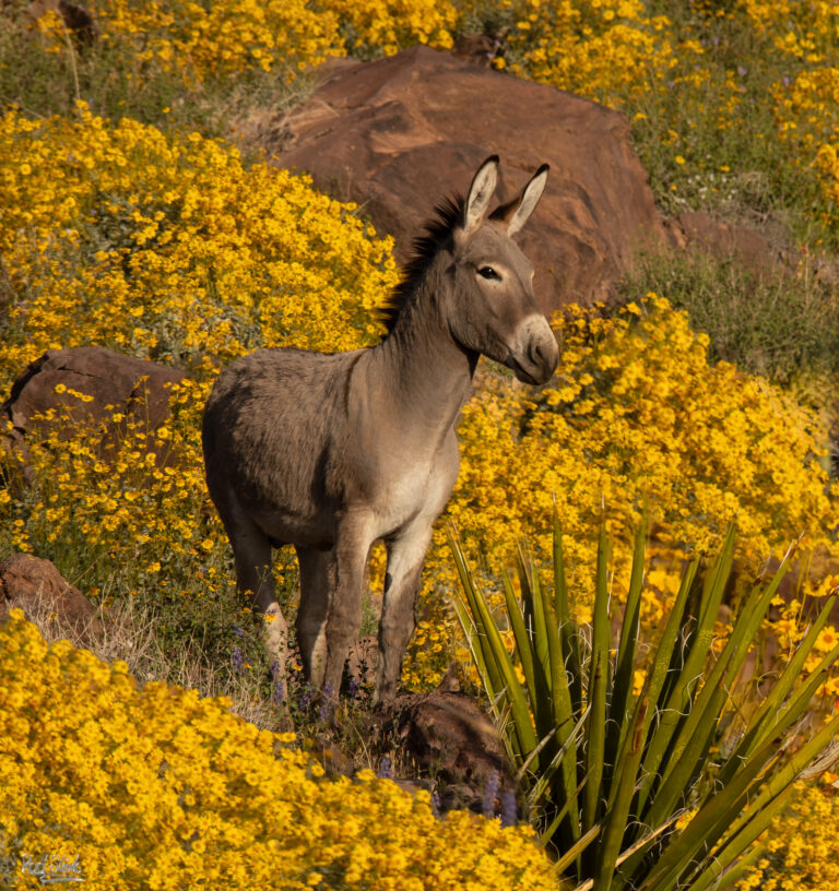 Lone Burro-8578