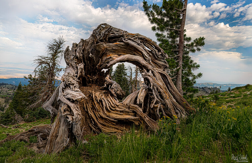 Old tree has fallen over, and the roots have grown in a circle with a hint of spring flowers