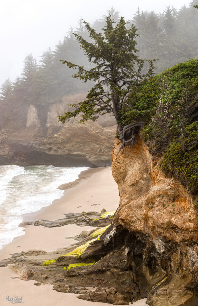 Beach Lone Tree Final 0023–2