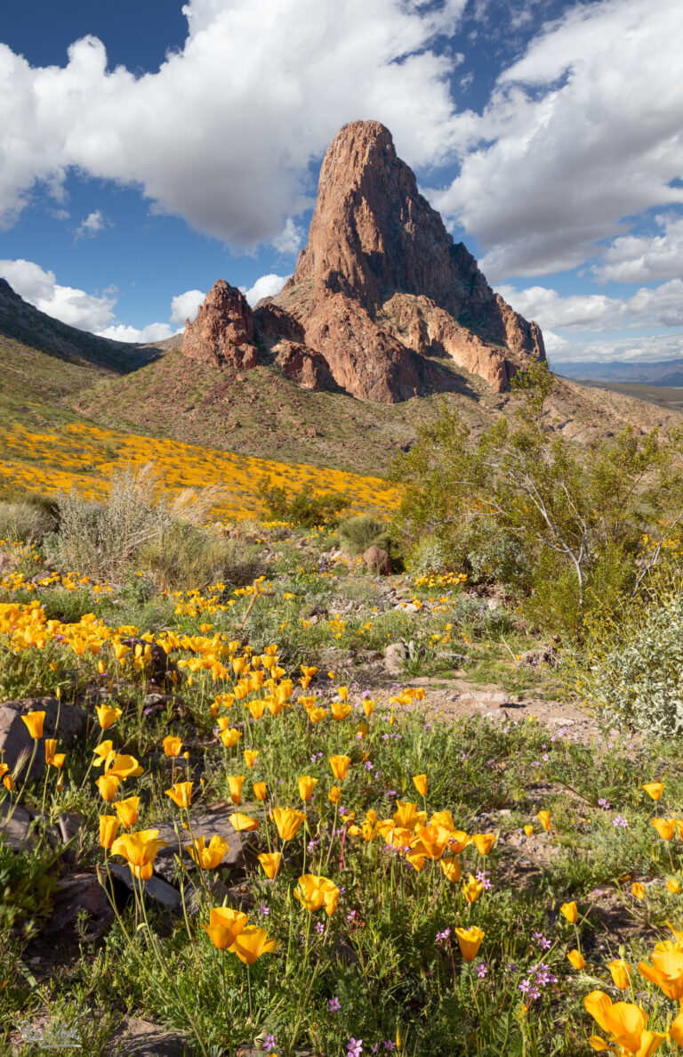 Bloundary Cone Poppies-8341