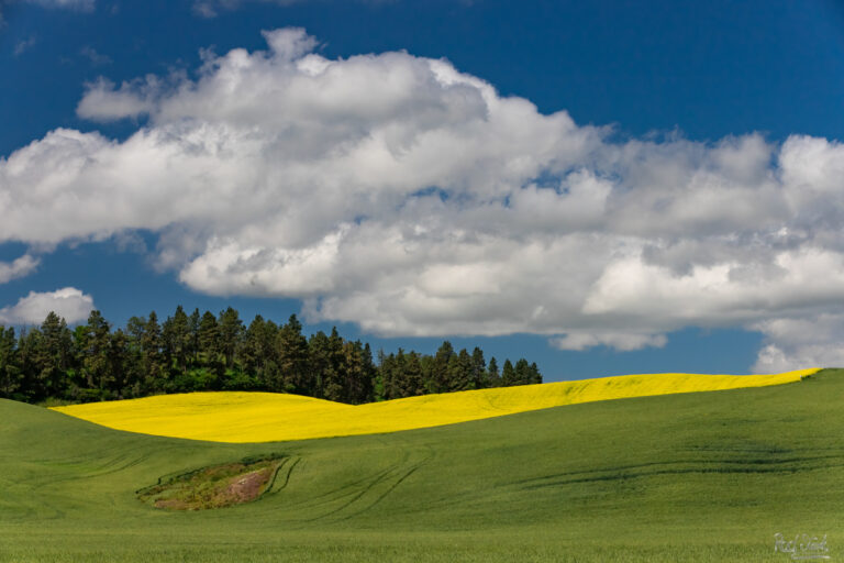 Canola Cloud-7604