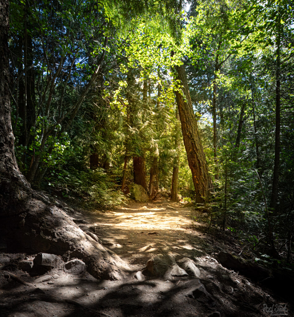 Trail over rocks and roots deep in the forest with golden light coming down in one spot like a fairy would live there