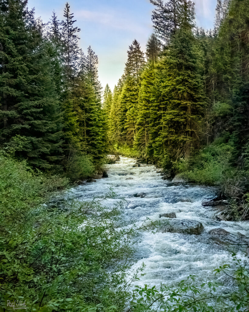 Idaho mountain stream with golden light coming in the trees from the sun setting