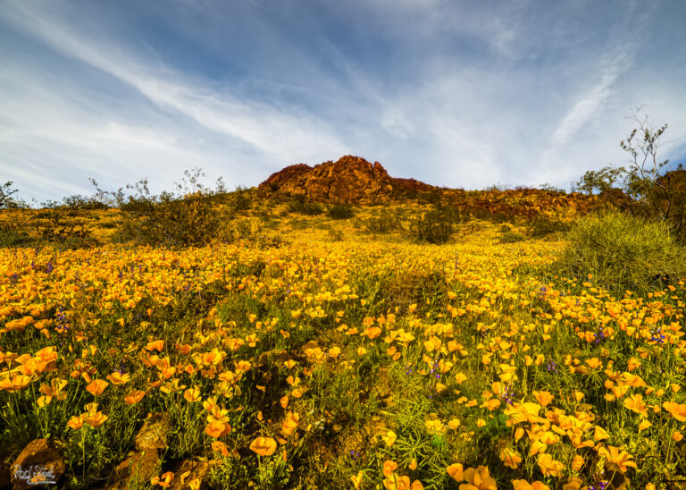 Poppies-