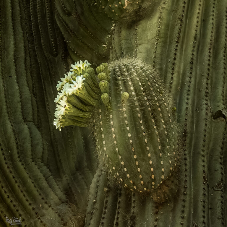 Saguaro Bloom Beams-2