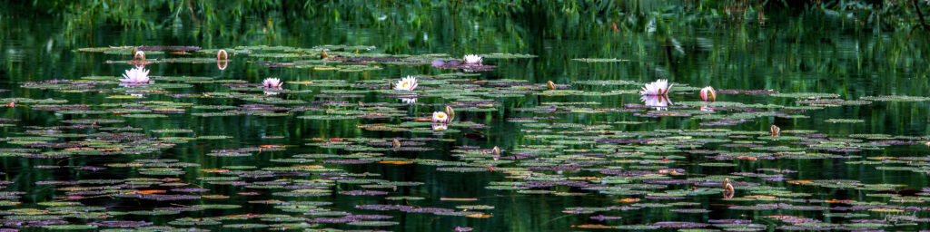 Scene of a lake with lilly pads and flowers reminiscent of a picture by Monet