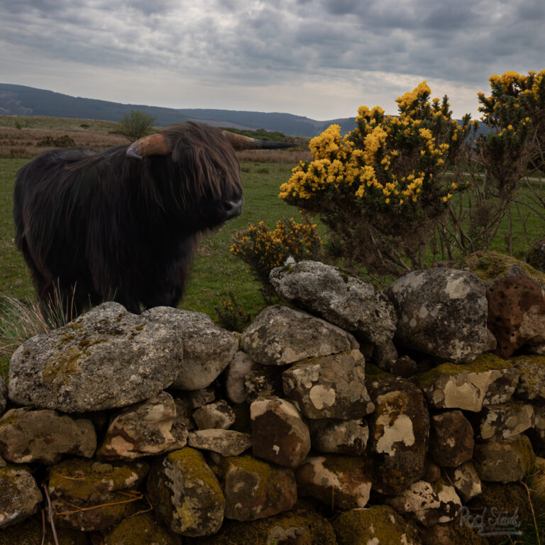 Black Coo Gorse