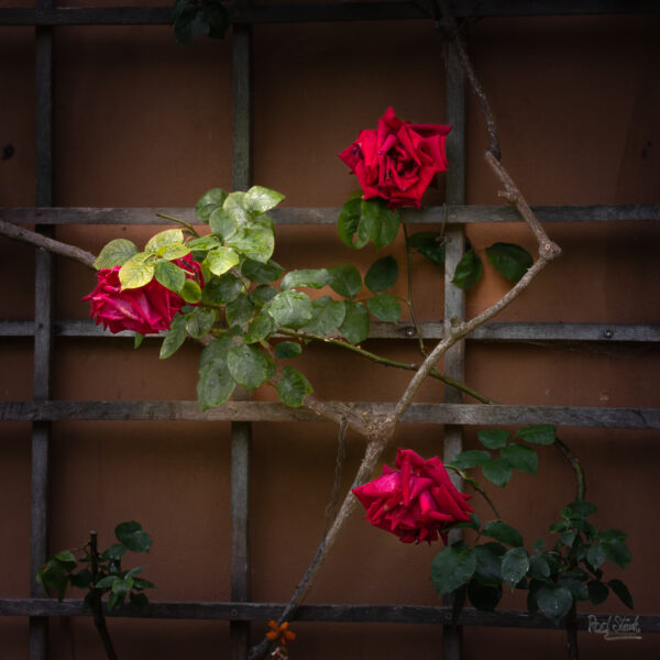 Roses on Trellis