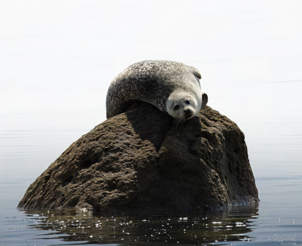 Seal on a Rock 4x5