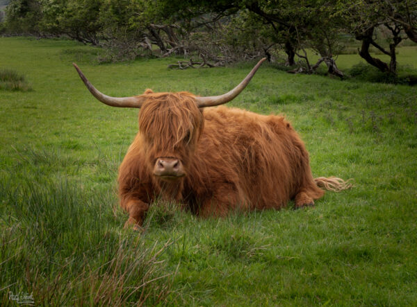 Brown Coo