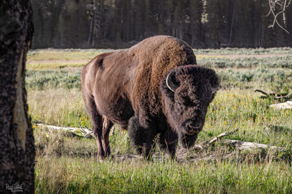 Buffalo Standing