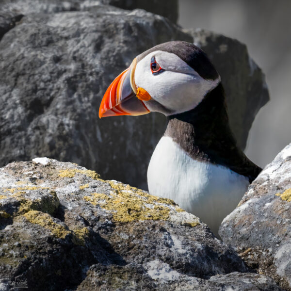 Puffin Rock 2