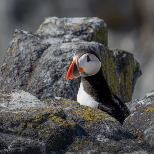 Puffin Rock