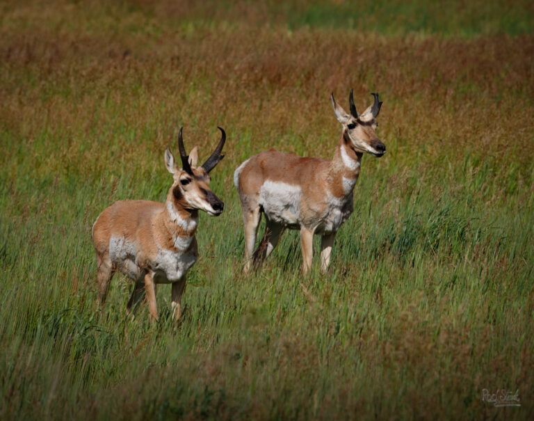 GT Pronghorns