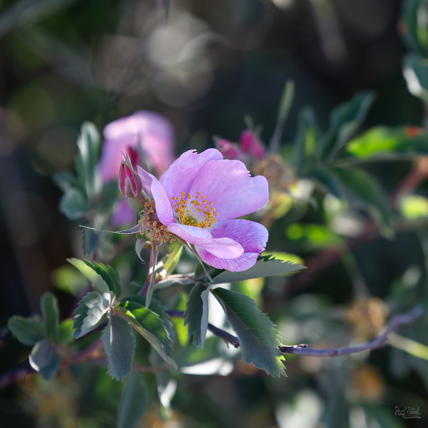 Wild Rose – Rod Stark Photography