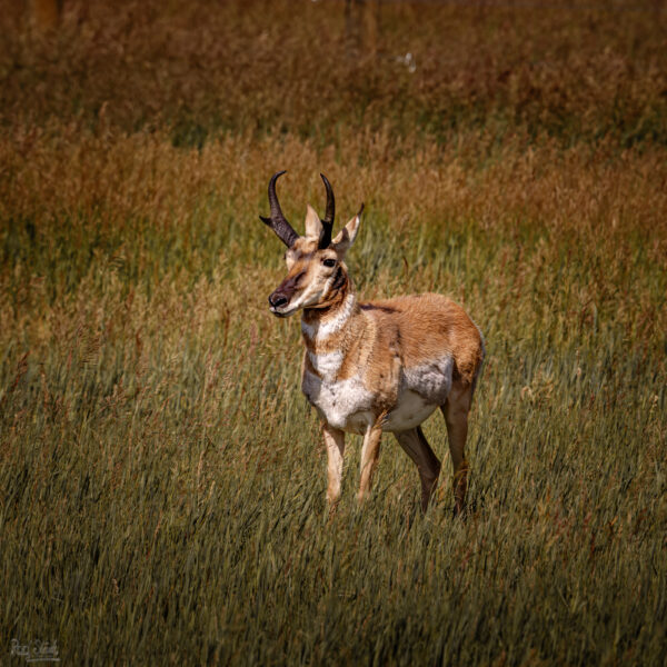 One Pronghorn