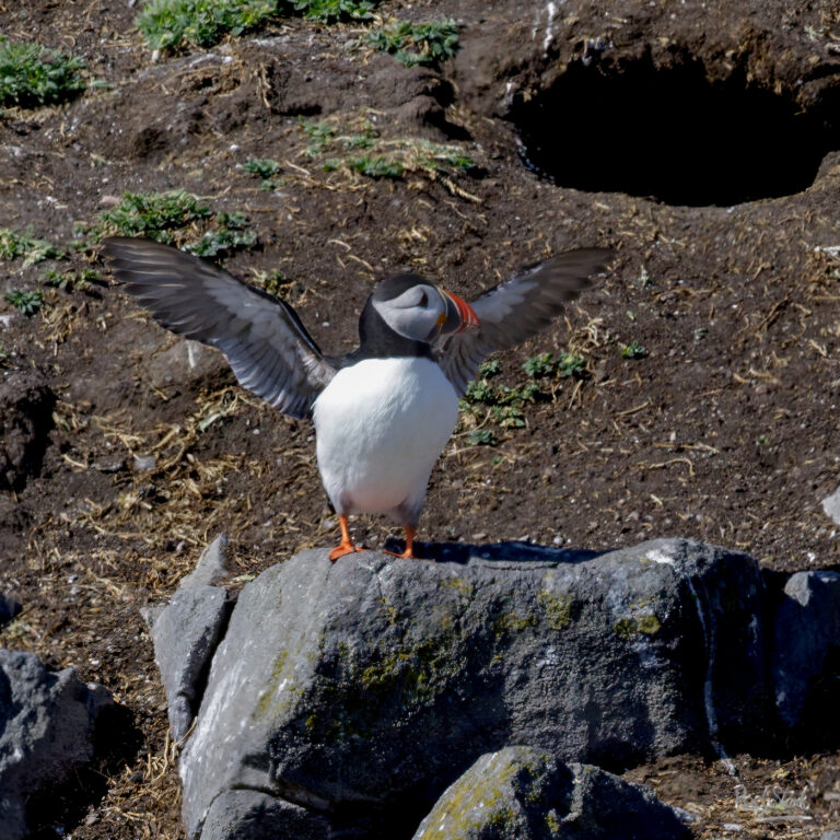 Puffin Eagle
