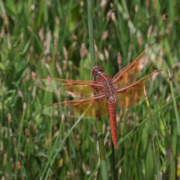 Red Dragonfly Yellowstone