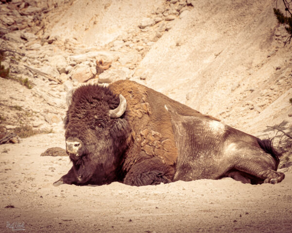 Sepia Buffalo