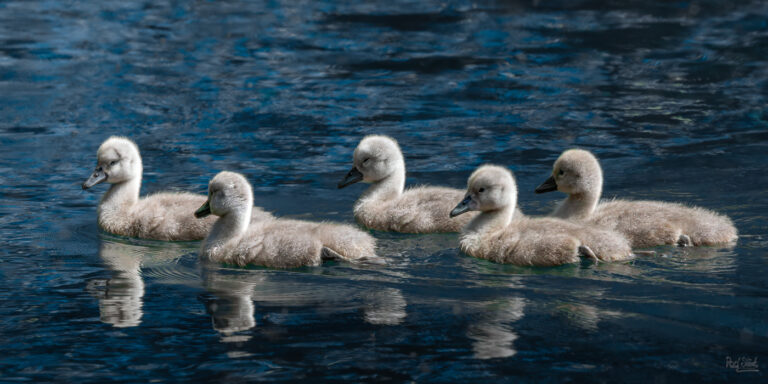 Cygnets